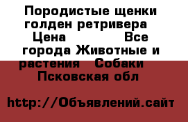 Породистые щенки голден ретривера › Цена ­ 25 000 - Все города Животные и растения » Собаки   . Псковская обл.